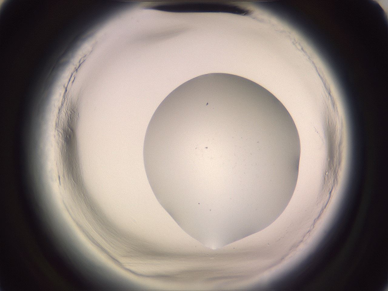 folderID646_plateID2646_batchID13506_wellNum51_profileID1_d2_r212902_ef.jpg