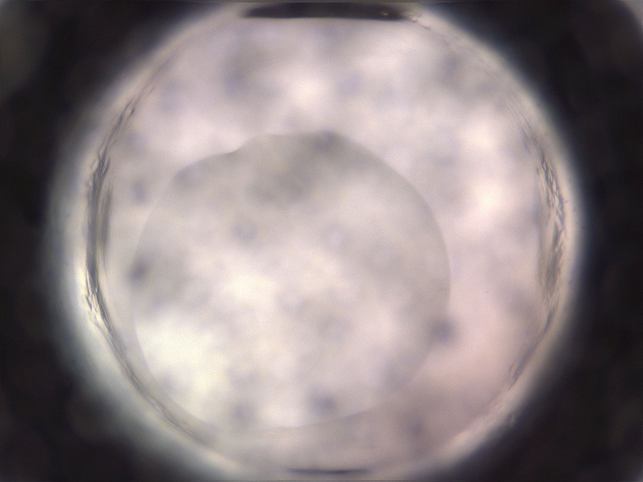 folderID647_plateID2647_batchID13388_wellNum14_profileID1_d2_r213655_ef.jpg