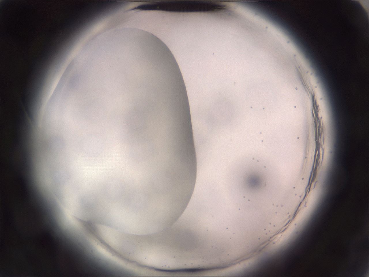 folderID647_plateID2647_batchID13388_wellNum1_profileID1_d2_r213616_ef.jpg