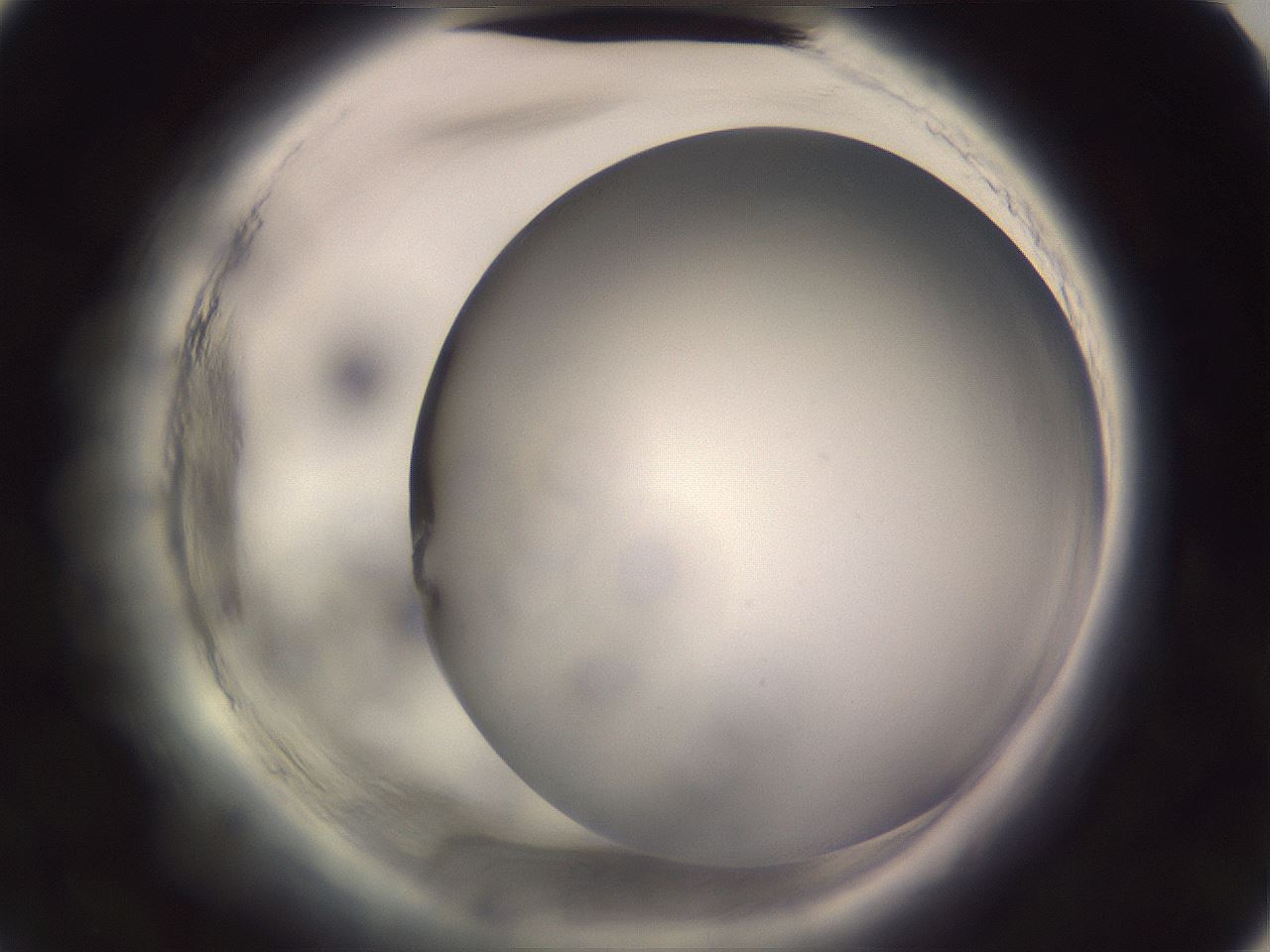 folderID647_plateID2647_batchID13509_wellNum63_profileID1_d3_r213803_ef.jpg