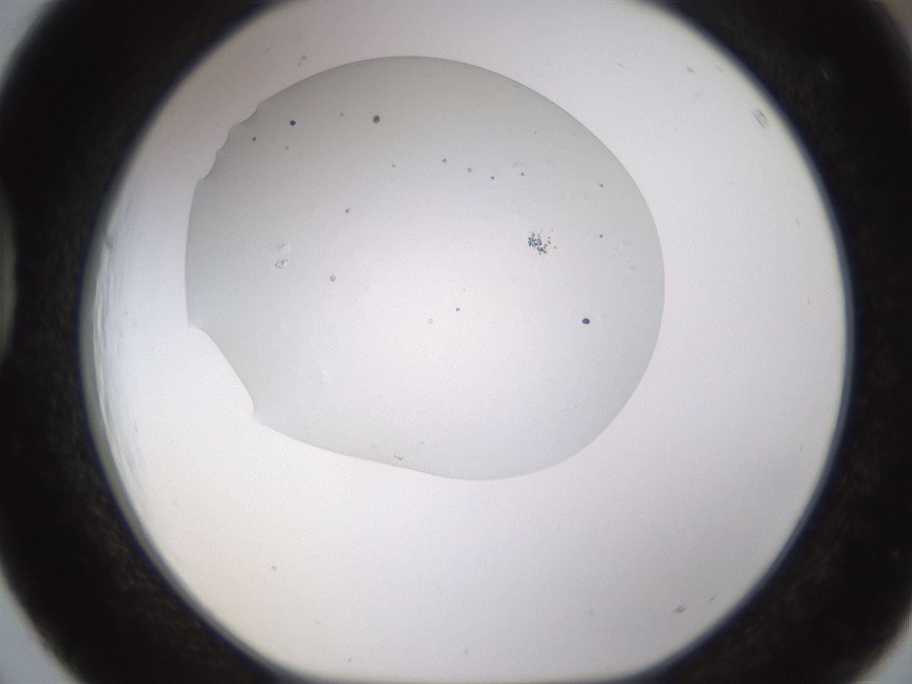 folderID651_plateID1651_batchID6911_wellNum39_profileID1_d1_r110349_ef.jpg