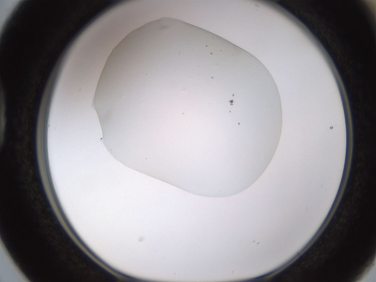 folderID651_plateID1651_batchID6911_wellNum38_profileID1_d1_r110348_ef.jpg