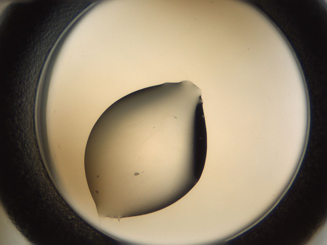 folderID65_plateID1065_batchID2589_wellNum48_profileID1_d2_r53844_ef.jpg