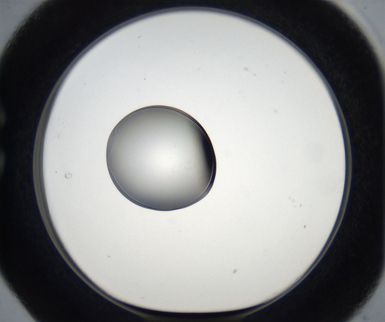 folderID65_plateID2065_batchID9500_wellNum29_profileID1_d1_r142165_ef.jpg