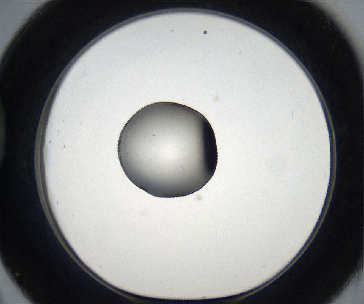 folderID65_plateID2065_batchID9500_wellNum45_profileID1_d1_r142214_ef.jpg