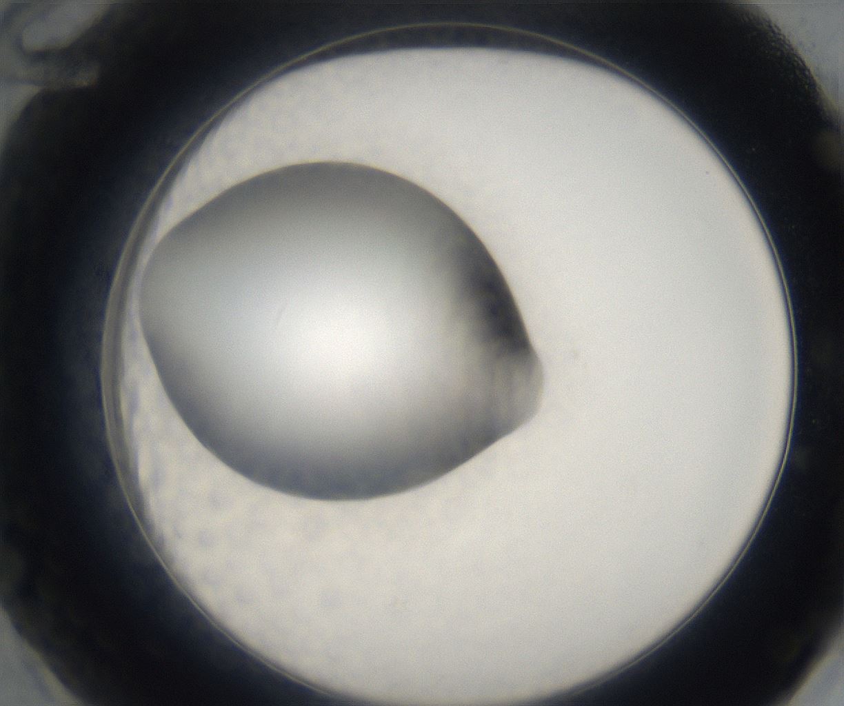 folderID65_plateID2065_batchID9500_wellNum60_profileID1_d2_r142245_ef.jpg