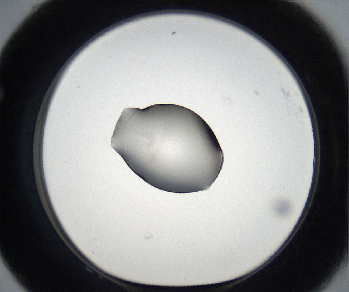 folderID65_plateID2065_batchID9500_wellNum68_profileID1_d1_r142260_ef.jpg