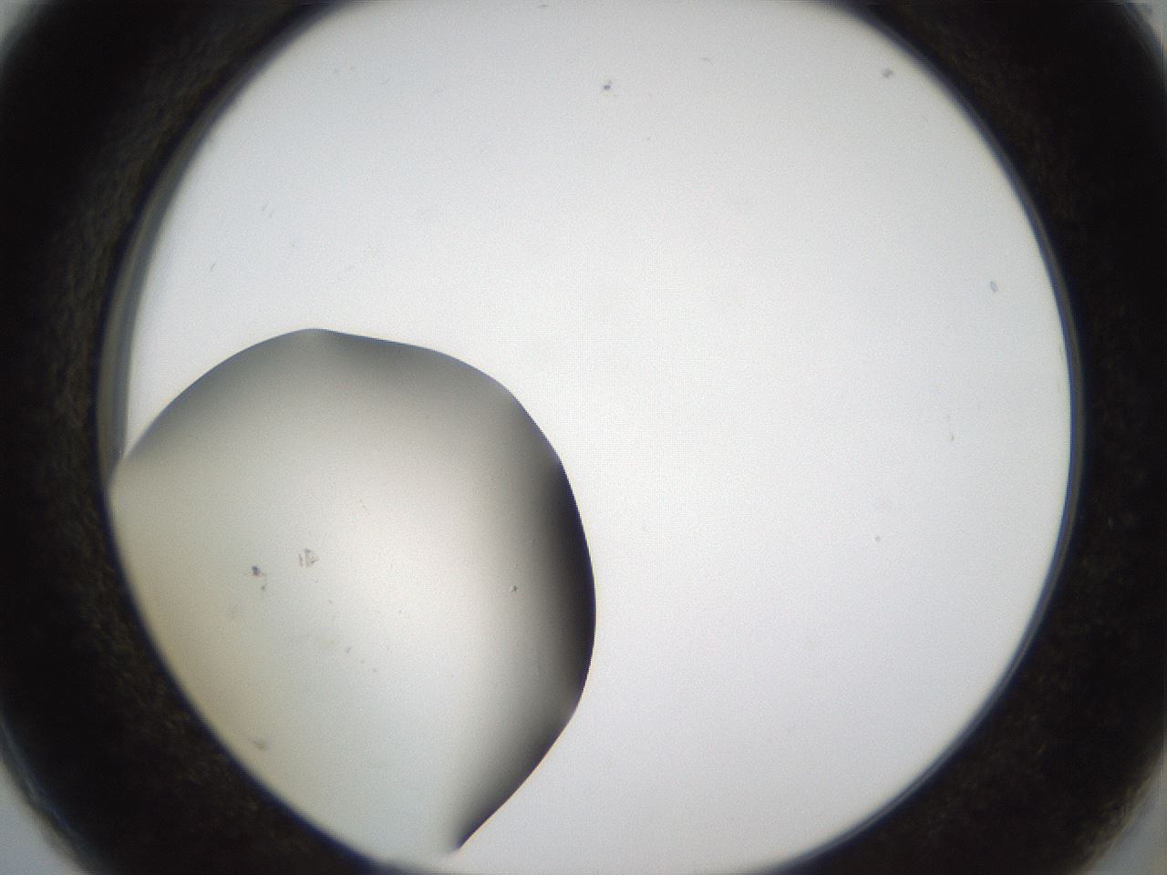 folderID65_plateID1065_batchID2589_wellNum5_profileID1_d2_r53758_ef.jpg