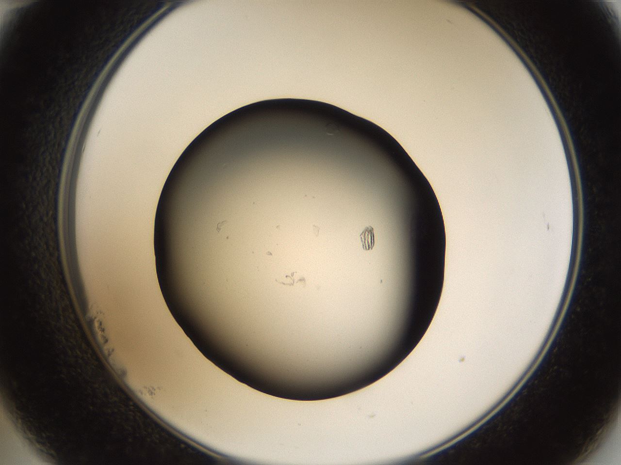 folderID66_plateID1066_batchID2588_wellNum23_profileID1_d2_r53602_ef.jpg