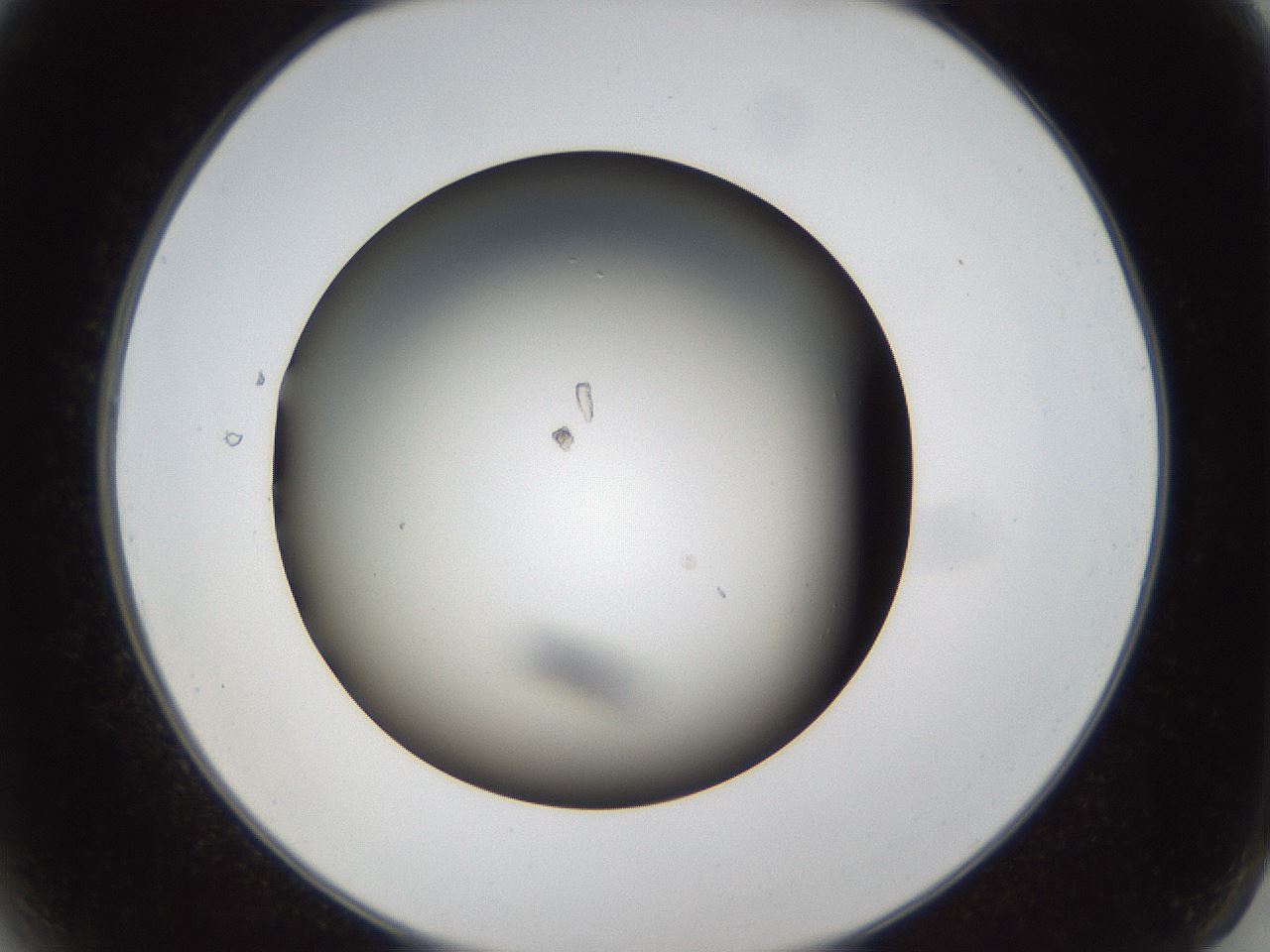folderID66_plateID1066_batchID2588_wellNum2_profileID1_d2_r53560_ef.jpg