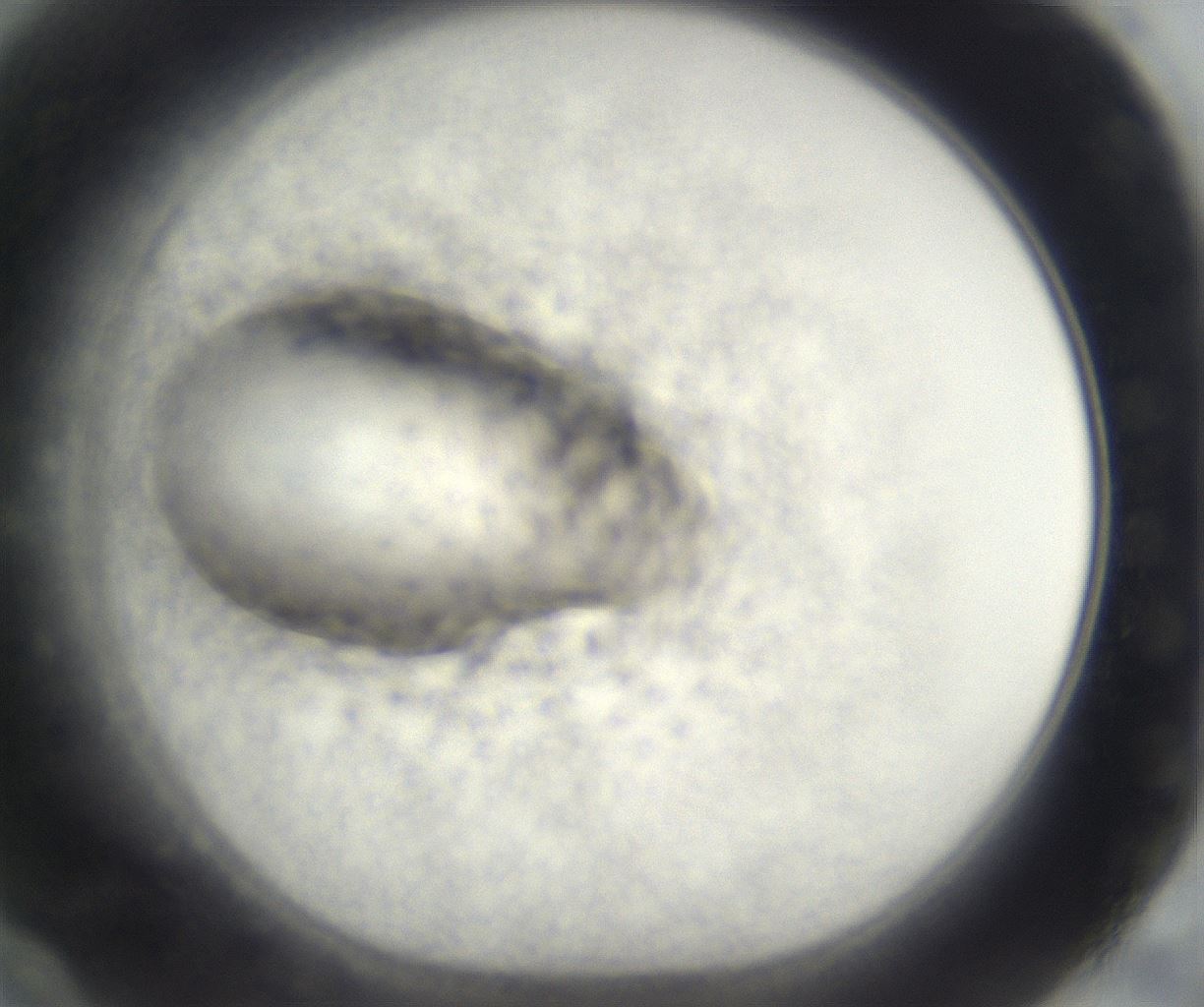 folderID670_plateID2670_batchID13527_wellNum60_profileID1_d1_r216674_ef.jpg