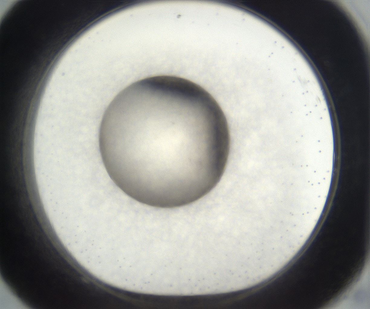 folderID676_plateID2676_batchID13534_wellNum68_profileID1_d1_r216394_ef.jpg