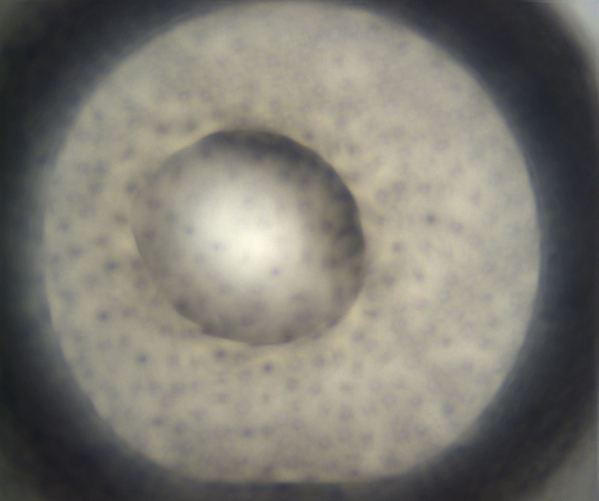 folderID676_plateID2676_batchID13534_wellNum70_profileID1_d1_r216396_ef.jpg
