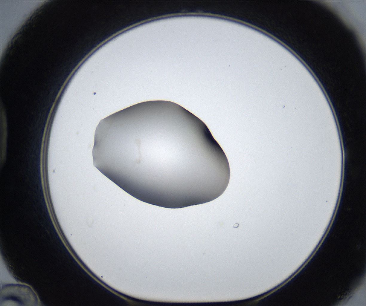 folderID677_plateID2677_batchID13535_wellNum48_profileID1_d1_r216950_ef.jpg