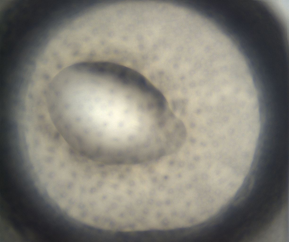 folderID676_plateID2676_batchID13534_wellNum82_profileID1_d1_r216408_ef.jpg