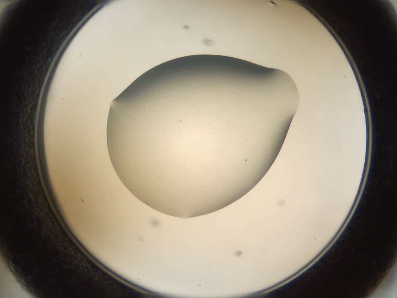 folderID67_plateID1067_batchID2590_wellNum47_profileID1_d2_r54034_ef.jpg