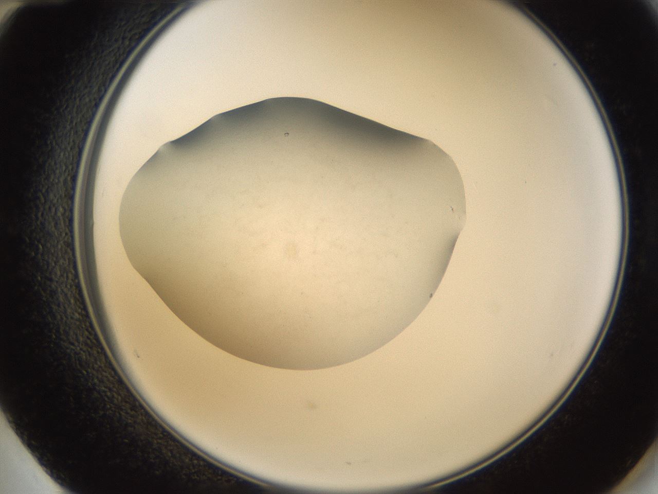 folderID67_plateID1067_batchID2590_wellNum60_profileID1_d2_r54060_ef.jpg