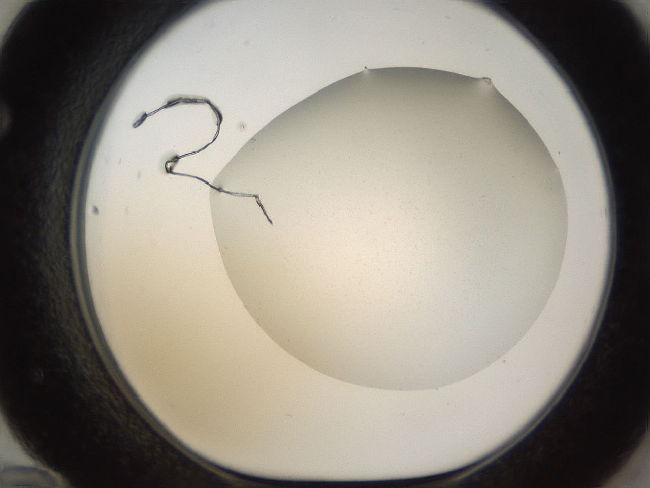 folderID67_plateID1067_batchID2590_wellNum72_profileID1_d1_r54083_ef.jpg