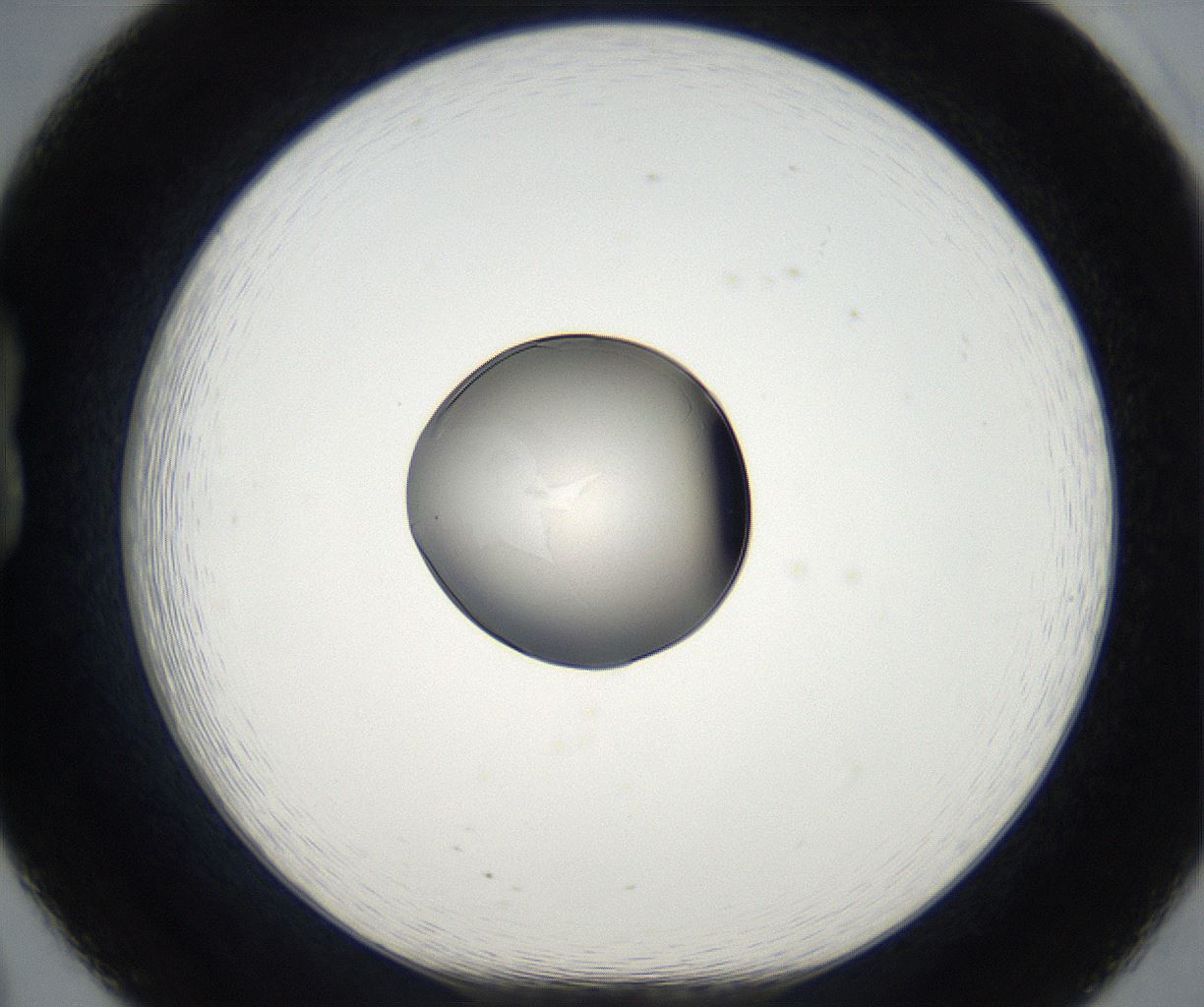 folderID67_plateID2067_batchID9495_wellNum20_profileID1_d1_r141588_ef.jpg