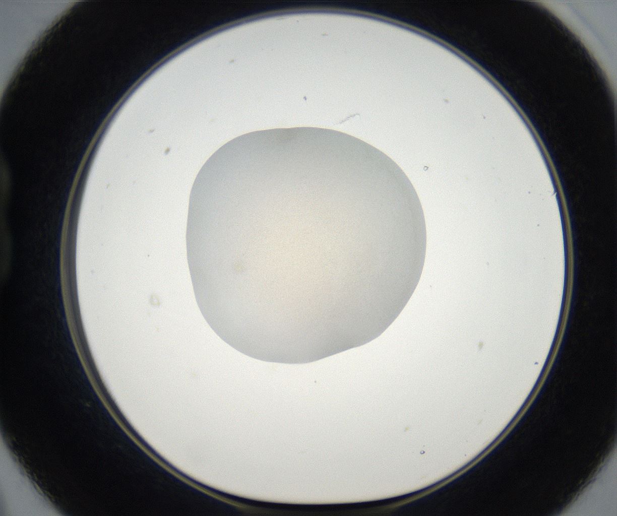 folderID67_plateID2067_batchID9495_wellNum21_profileID1_d1_r141590_ef.jpg
