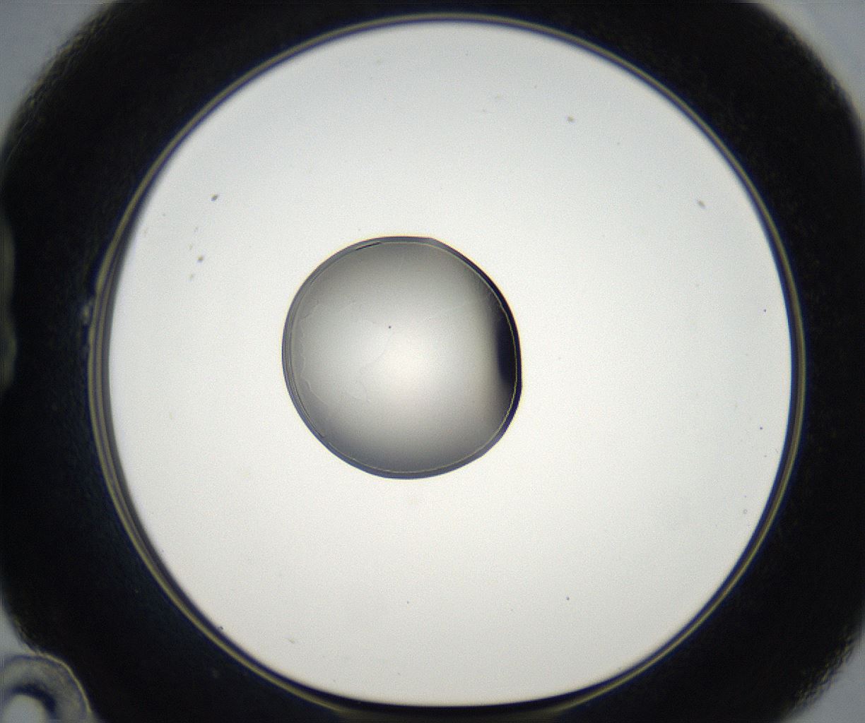 folderID67_plateID2067_batchID9495_wellNum22_profileID1_d1_r141592_ef.jpg