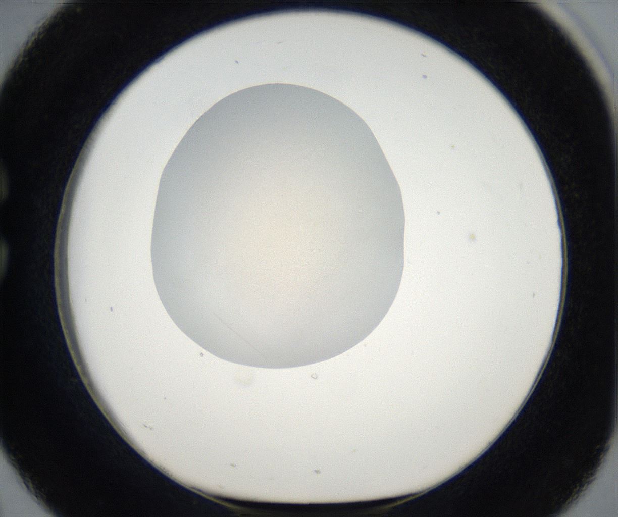 folderID67_plateID2067_batchID9495_wellNum26_profileID1_d1_r141600_ef.jpg