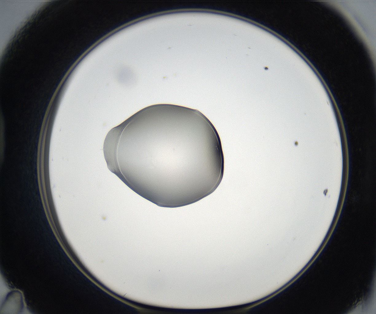folderID67_plateID2067_batchID9495_wellNum47_profileID1_d1_r141642_ef.jpg