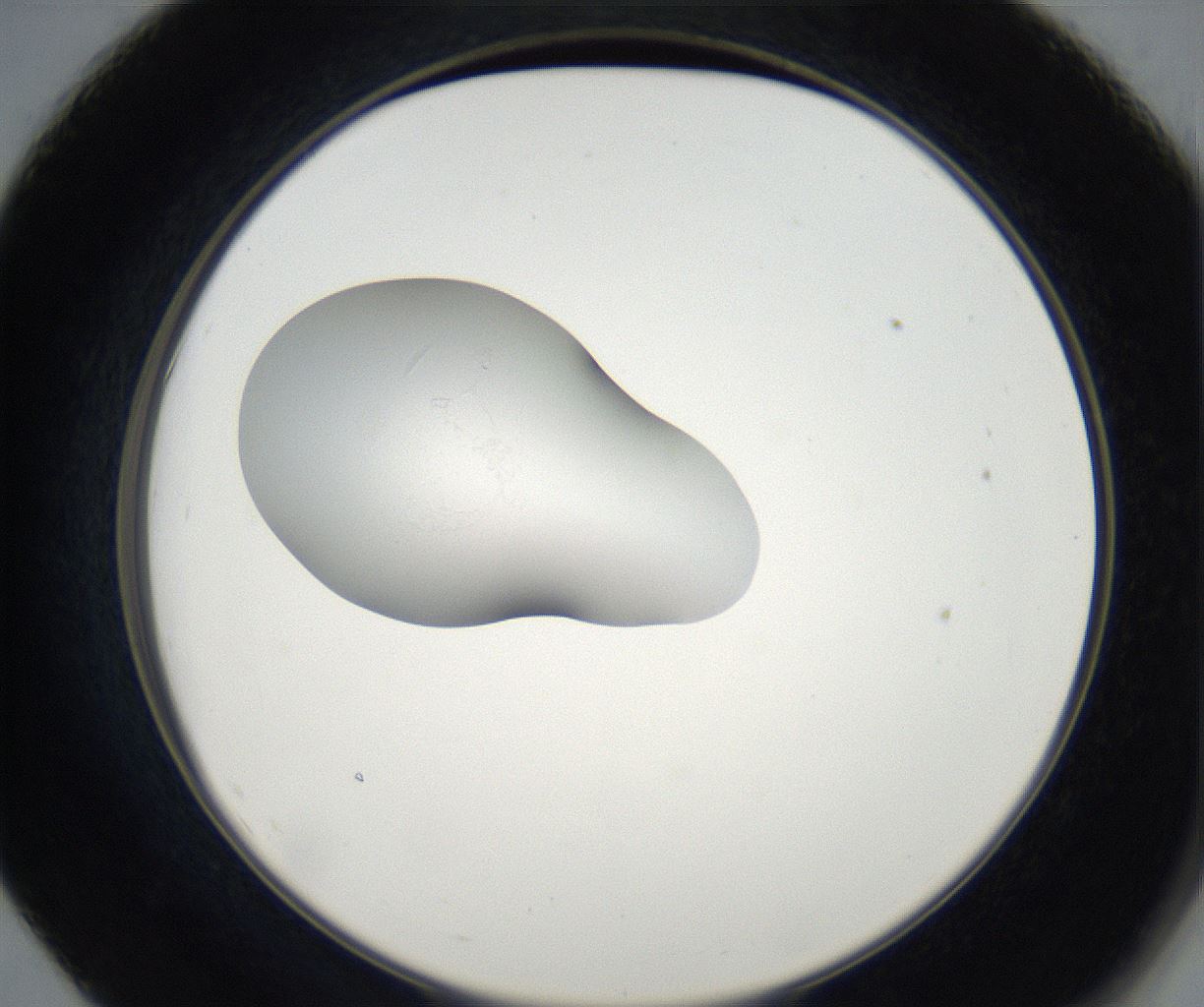 folderID67_plateID2067_batchID9495_wellNum55_profileID1_d2_r141659_ef.jpg