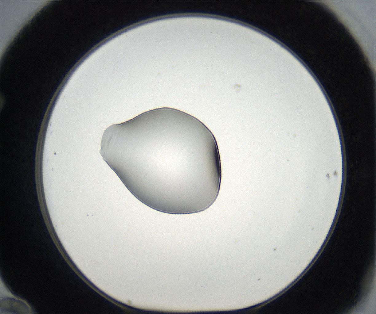 folderID67_plateID2067_batchID9495_wellNum70_profileID1_d1_r141688_ef.jpg