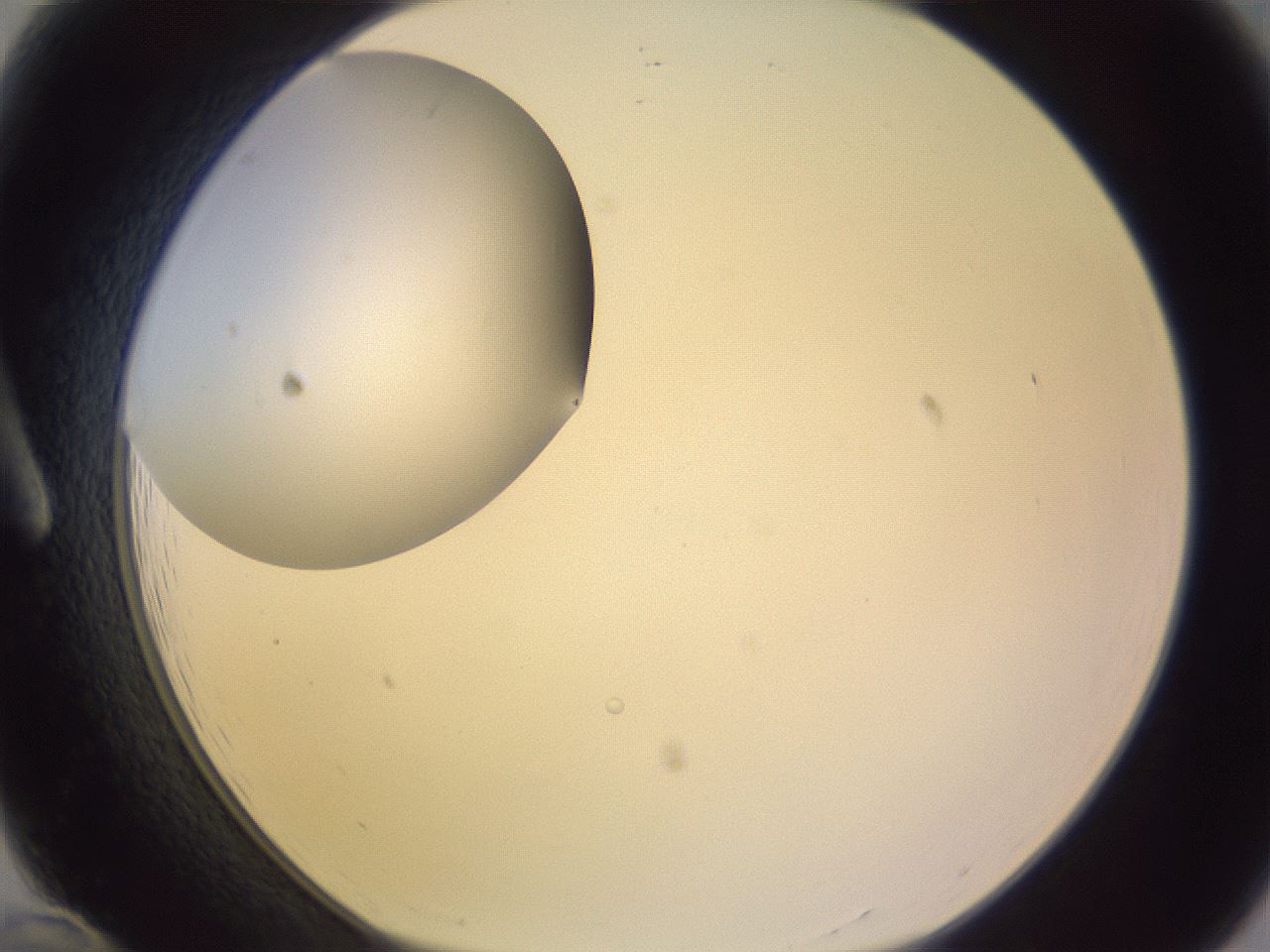 folderID685_plateID2685_batchID13898_wellNum12_profileID1_d1_r218365_ef.jpg