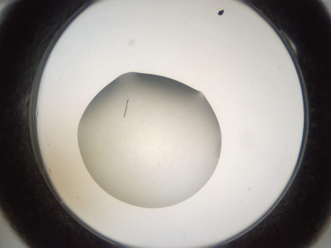 folderID68_plateID1068_batchID2591_wellNum10_profileID1_d2_r54152_ef.jpg