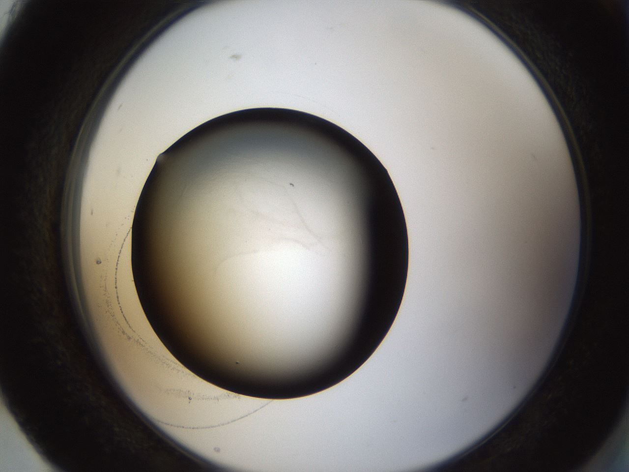 folderID68_plateID1068_batchID2591_wellNum93_profileID1_d2_r54318_ef.jpg