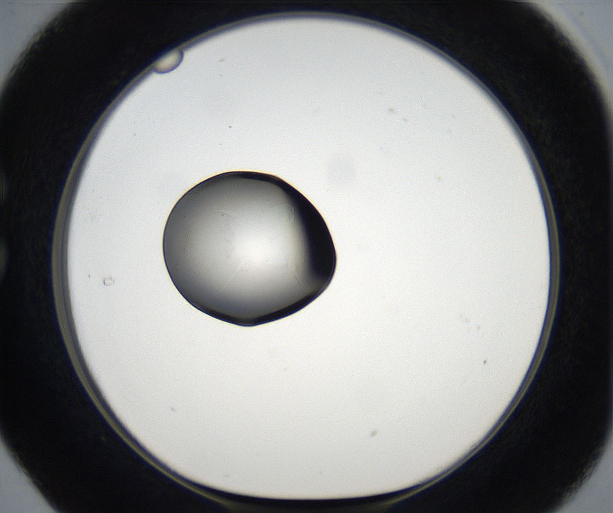 folderID68_plateID2068_batchID9498_wellNum29_profileID1_d1_r141990_ef.jpg