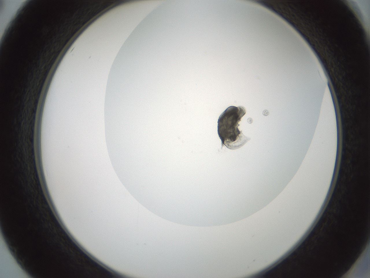 folderID690_plateID2690_batchID13913_wellNum50_profileID1_d2_r218634_ef.jpg