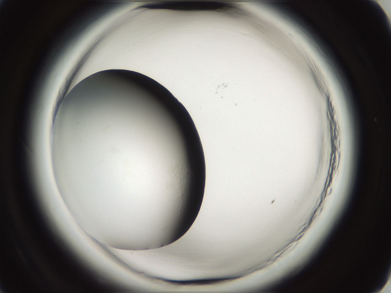 folderID696_plateID1696_batchID7042_wellNum1_profileID1_d2_r112560_ef.jpg