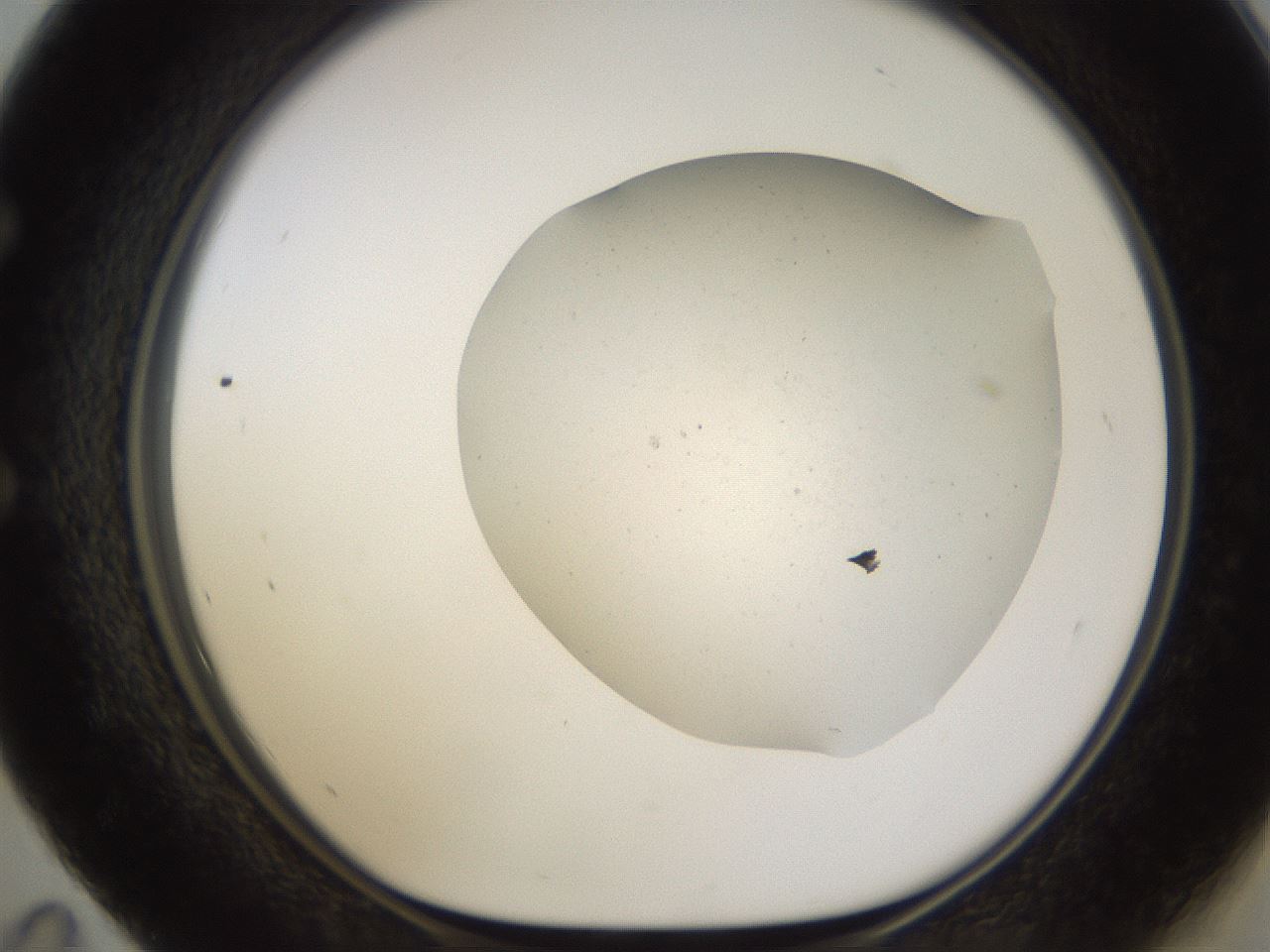 folderID696_plateID2696_batchID14118_wellNum59_profileID1_d1_r220805_ef.jpg