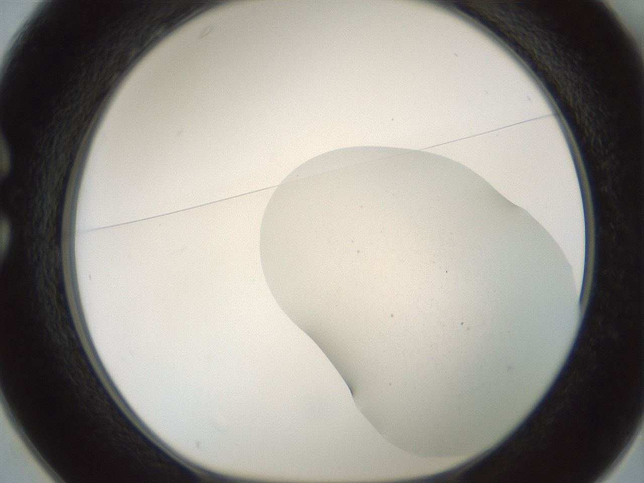 folderID699_plateID2699_batchID14114_wellNum25_profileID1_d1_r220387_ef.jpg