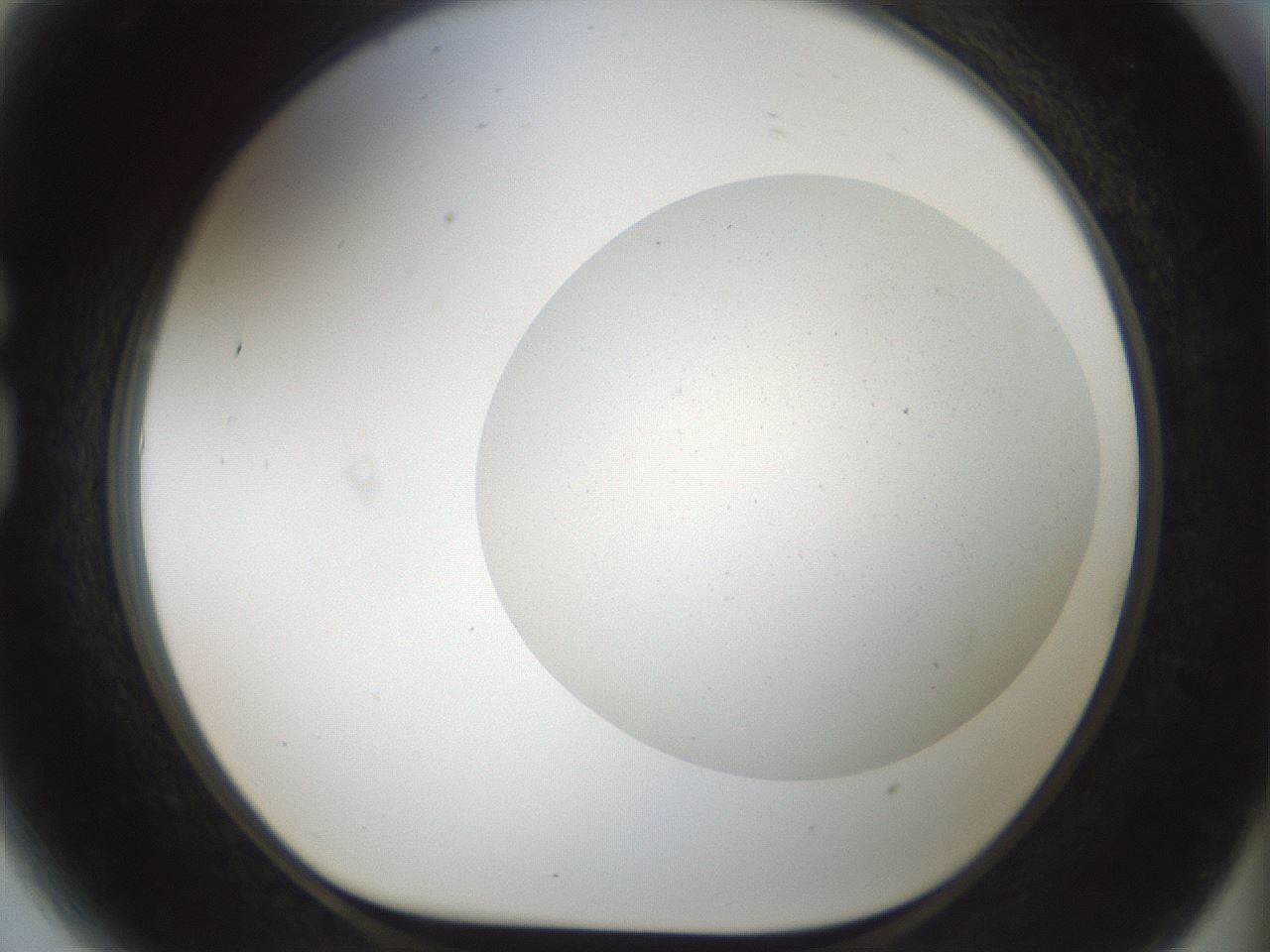 folderID699_plateID2699_batchID14114_wellNum81_profileID1_d1_r220443_ef.jpg