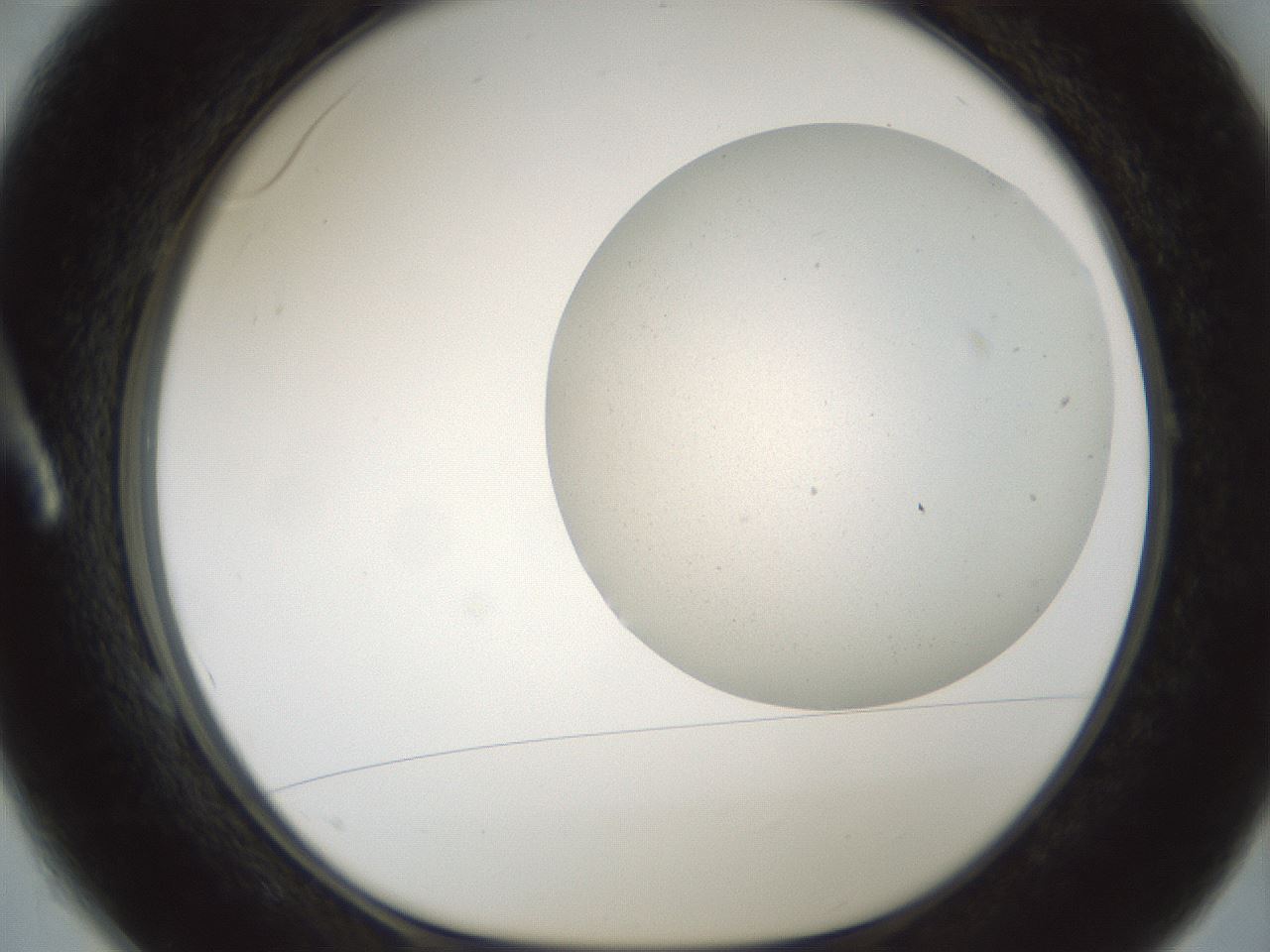 folderID699_plateID2699_batchID14114_wellNum1_profileID1_d1_r220363_ef.jpg