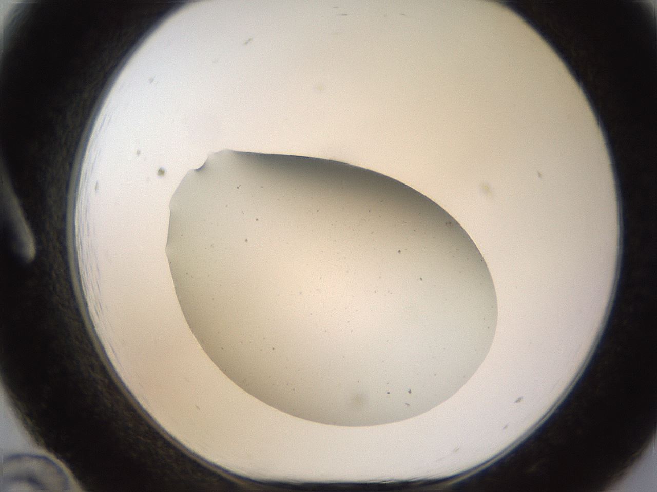 folderID702_plateID2702_batchID14115_wellNum12_profileID1_d1_r220470_ef.jpg