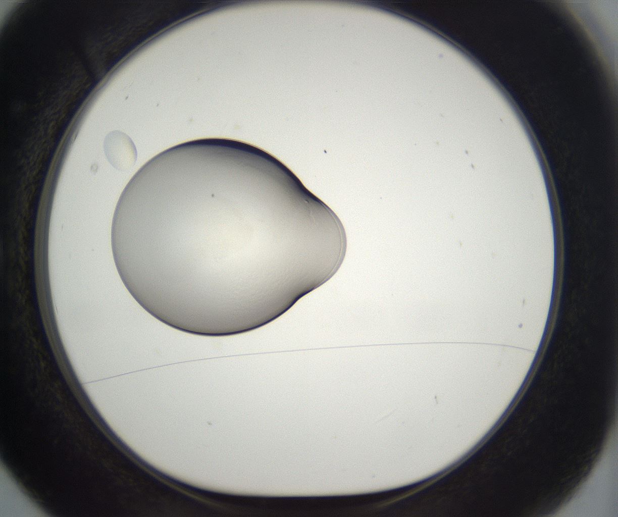 folderID710_plateID2710_batchID14163_wellNum5_profileID1_d1_r221903_ef.jpg