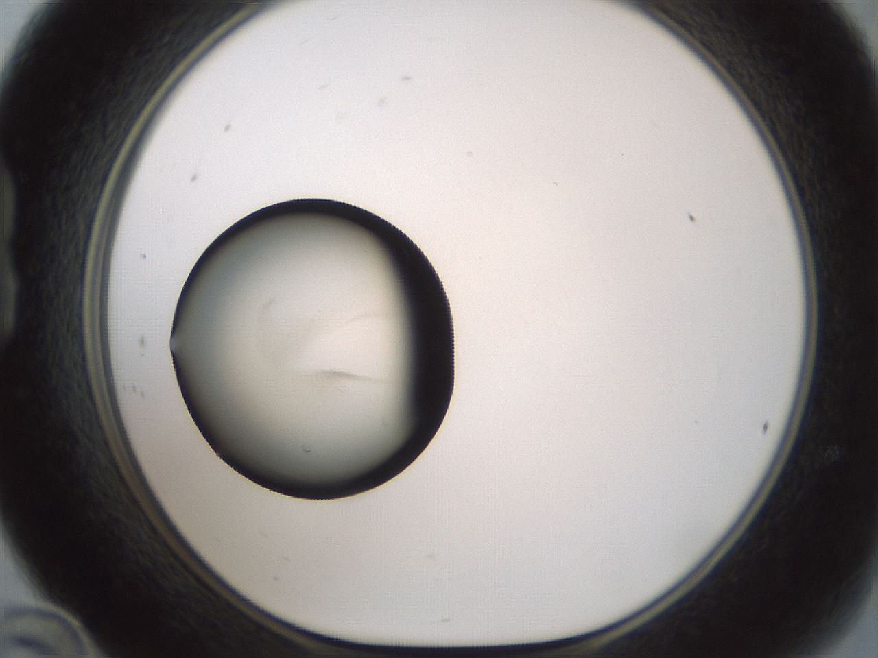 folderID740_plateID2740_batchID14291_wellNum24_profileID1_d1_r225858_ef.jpg