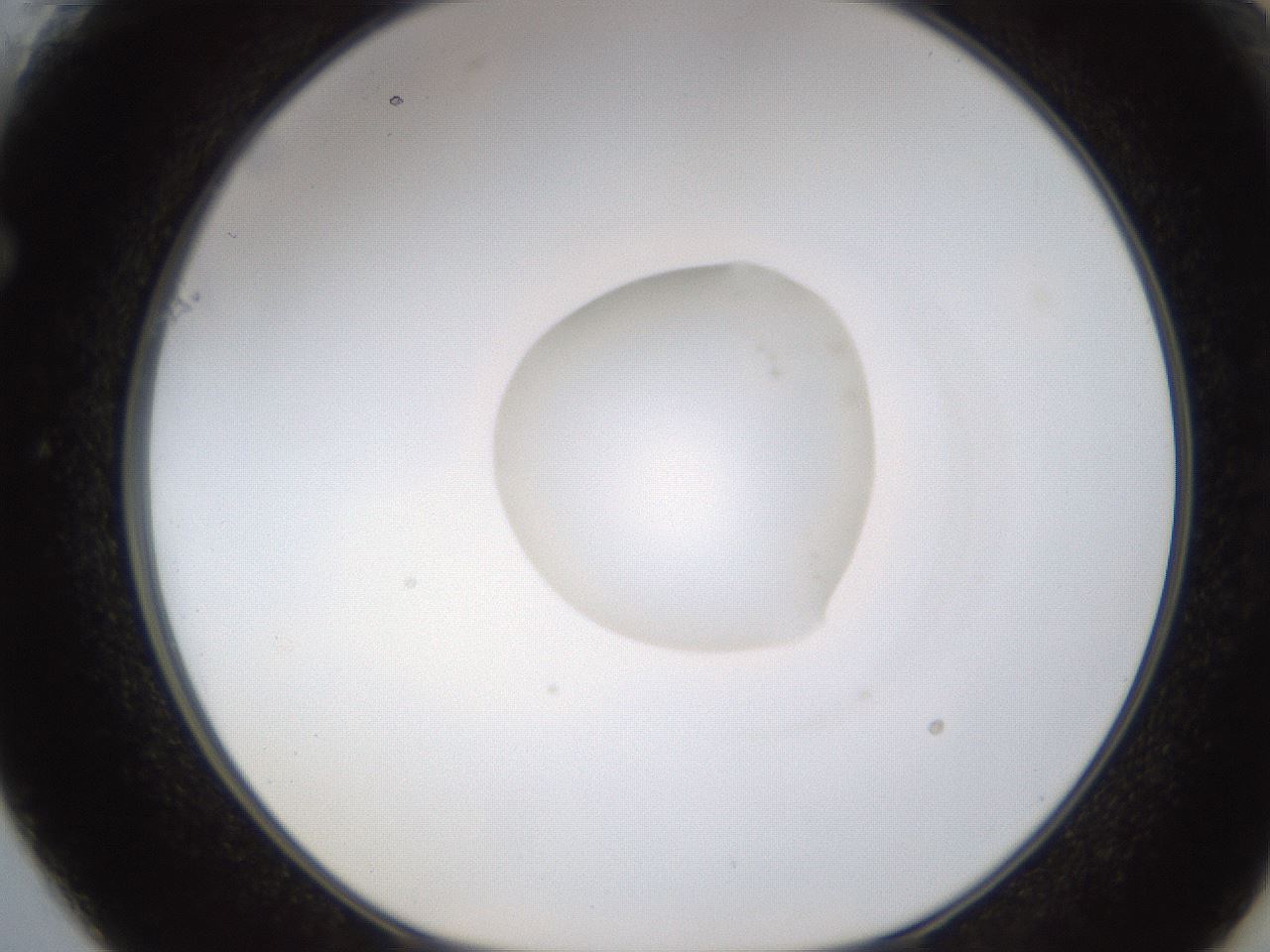 folderID749_plateID1749_batchID7304_wellNum61_profileID1_d1_r116320_ef.jpg