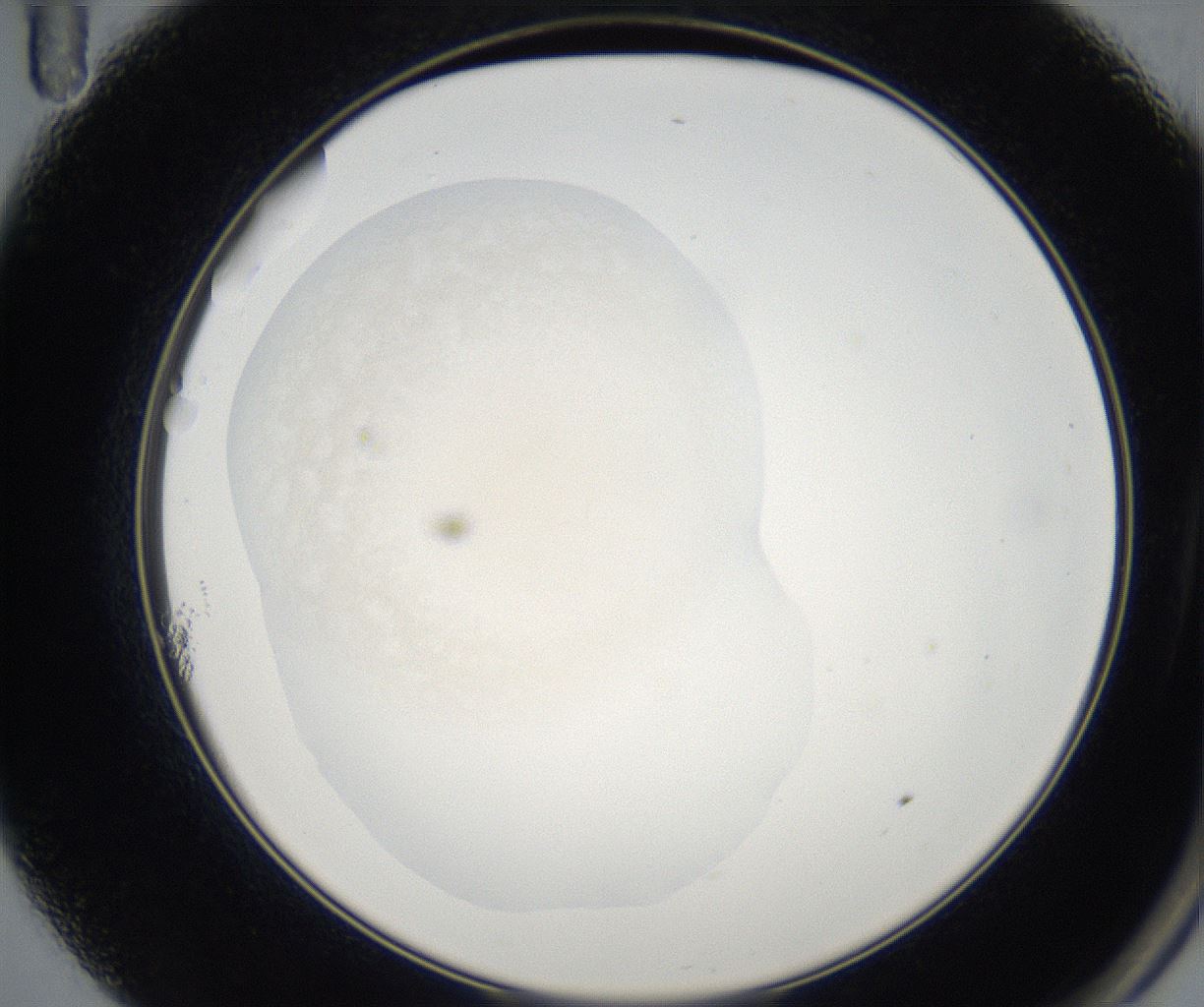 folderID74_plateID2074_batchID9509_wellNum11_profileID1_d2_r143755_ef.jpg