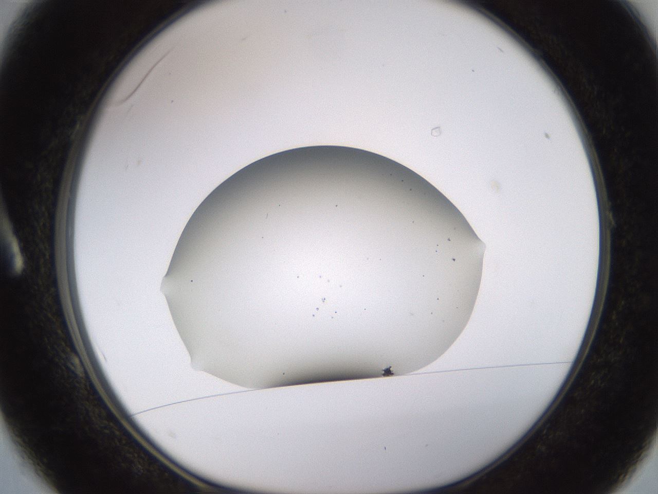 folderID752_plateID2752_batchID14412_wellNum1_profileID1_d1_r226699_ef.jpg