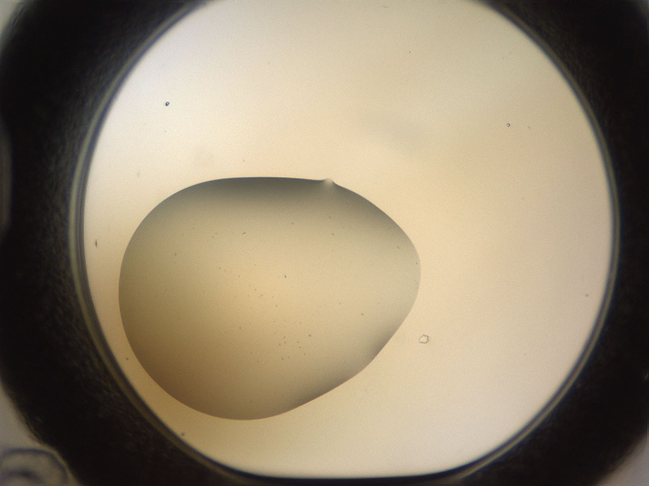 folderID753_plateID2753_batchID14415_wellNum48_profileID1_d1_r227369_ef.jpg