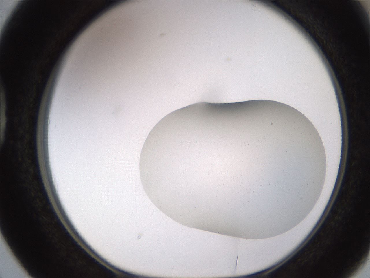 folderID753_plateID2753_batchID14415_wellNum38_profileID1_d1_r227349_ef.jpg