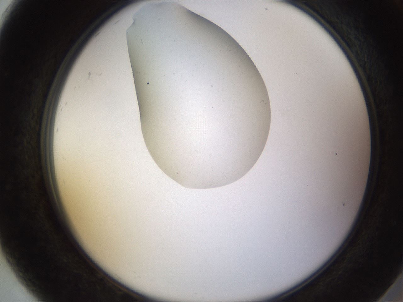 folderID753_plateID2753_batchID14415_wellNum92_profileID1_d2_r227458_ef.jpg