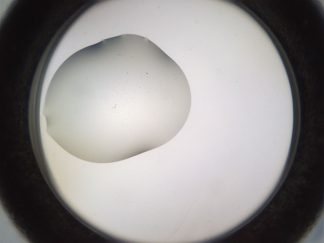 folderID756_plateID2756_batchID14410_wellNum27_profileID1_d2_r226368_ef.jpg