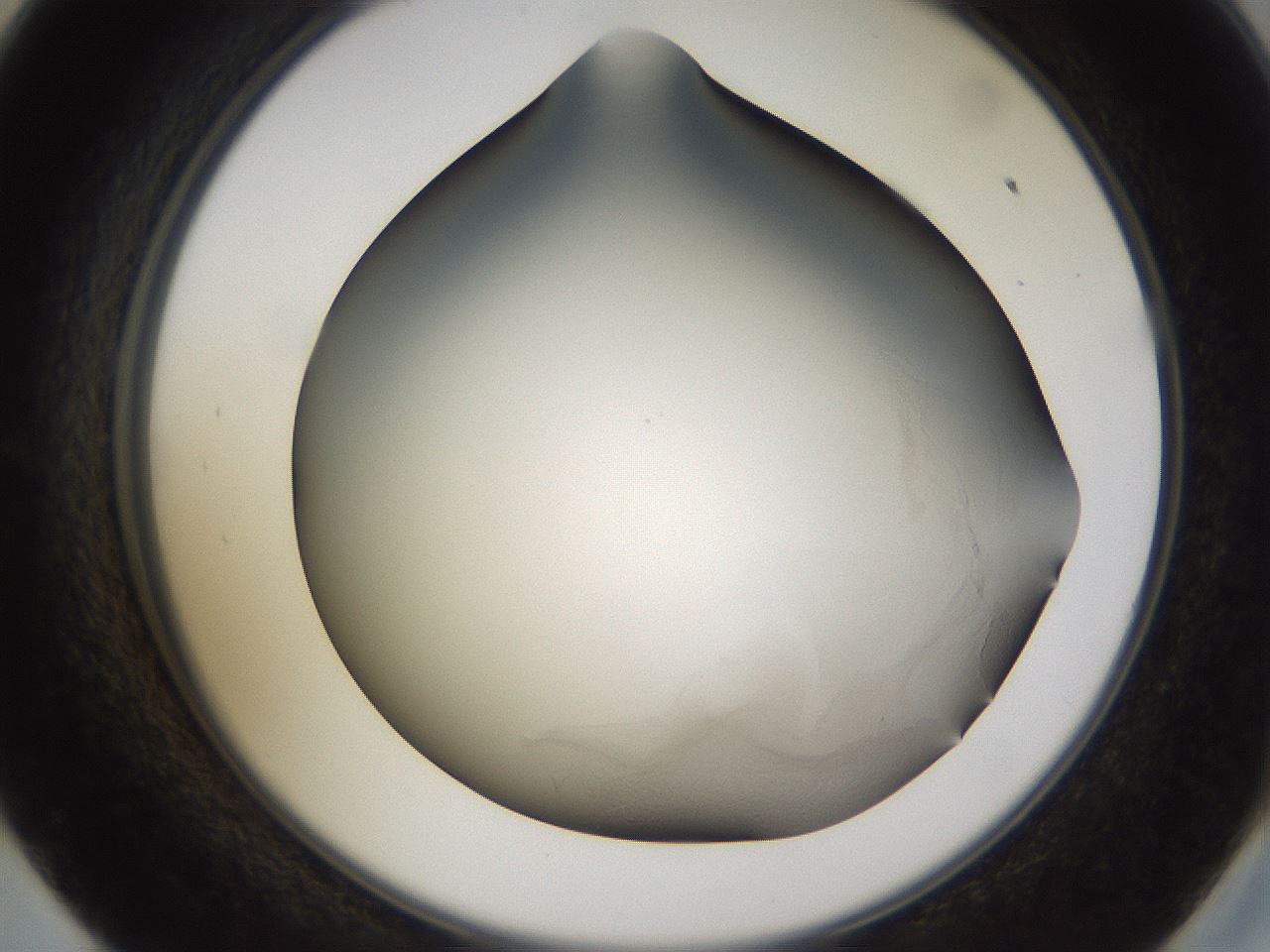 folderID759_plateID1759_batchID7388_wellNum57_profileID1_d2_r117059_ef.jpg